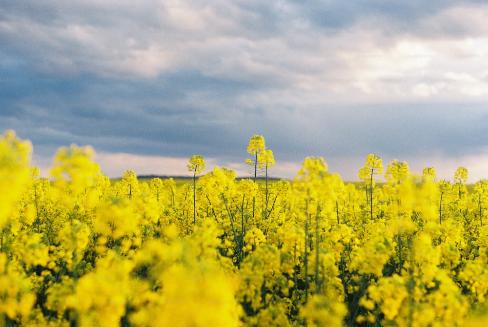un campo pieno di fiori gialli sotto un cielo nuvoloso