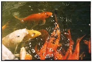 a group of fish swimming in a pond