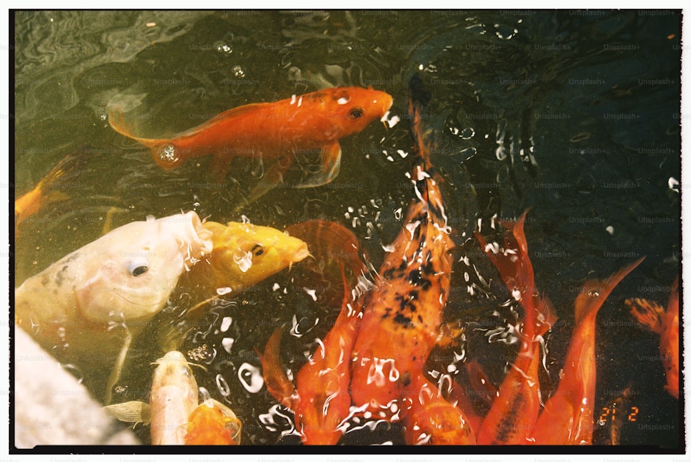 eine Gruppe von Fischen, die in einem Teich schwimmen
