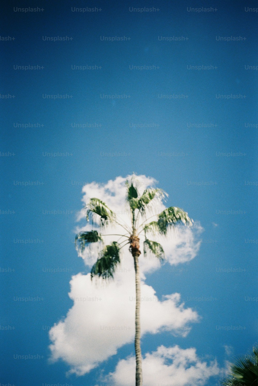 a palm tree with a blue sky in the background