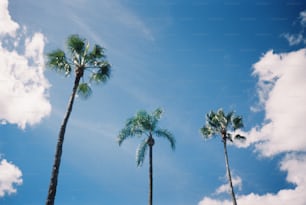 Eine Gruppe von Palmen vor blauem Himmel