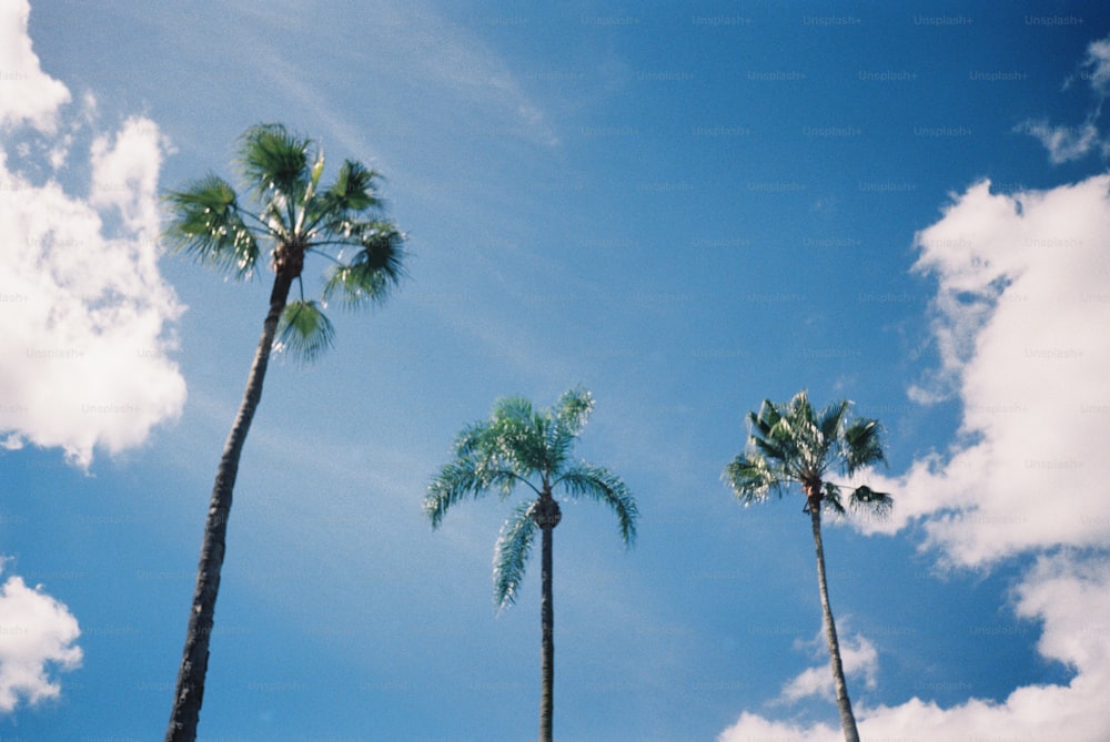 un groupe de palmiers sur fond de ciel bleu