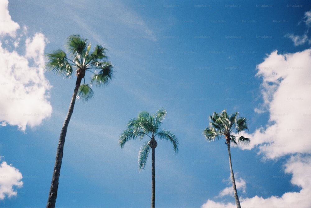 a group of palm trees against a blue sky