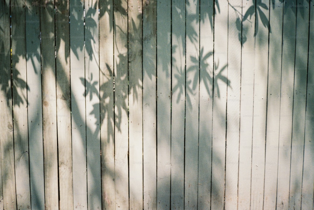 the shadow of a tree on a wooden fence