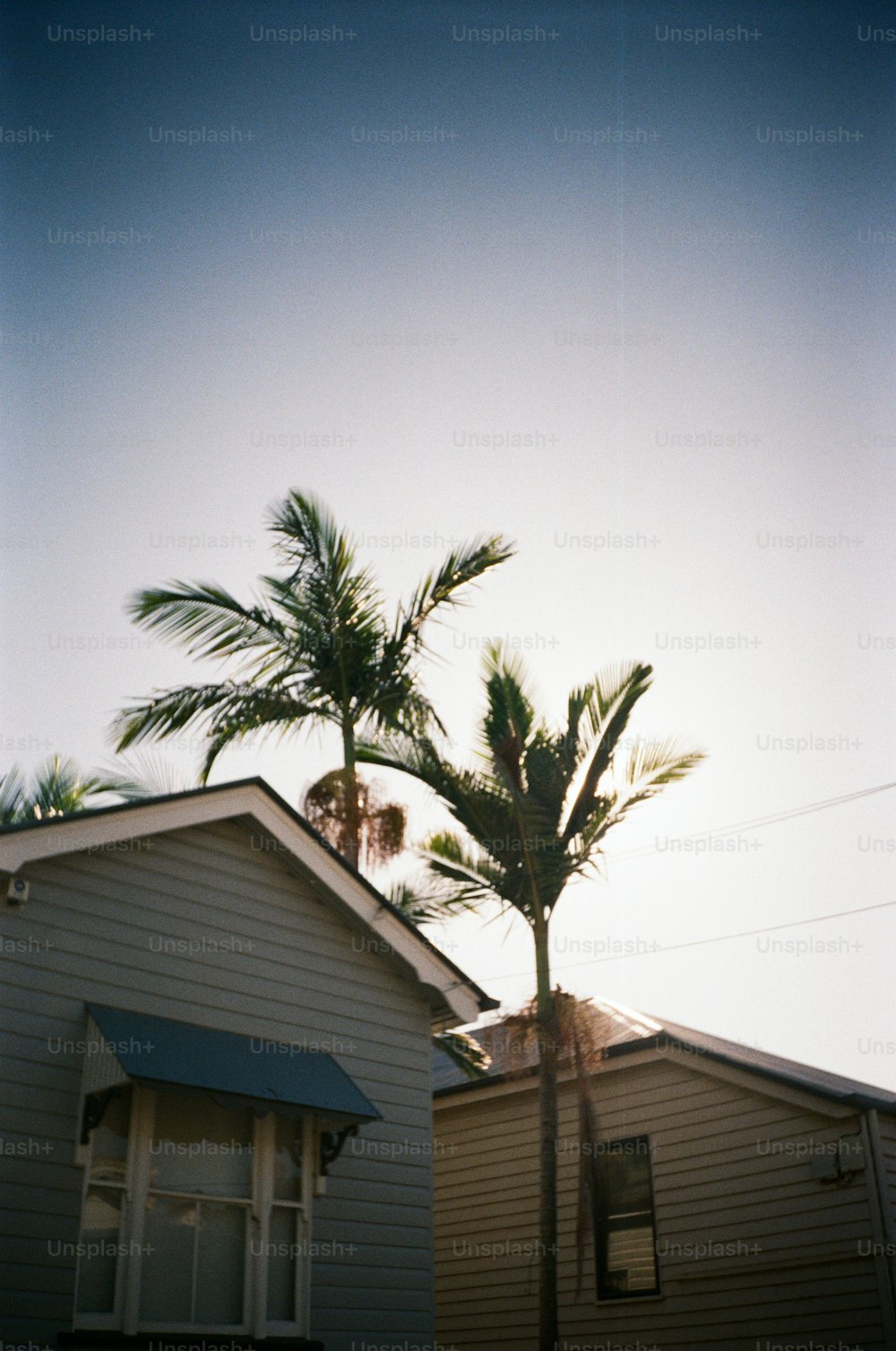 uma casa com uma palmeira à sua frente