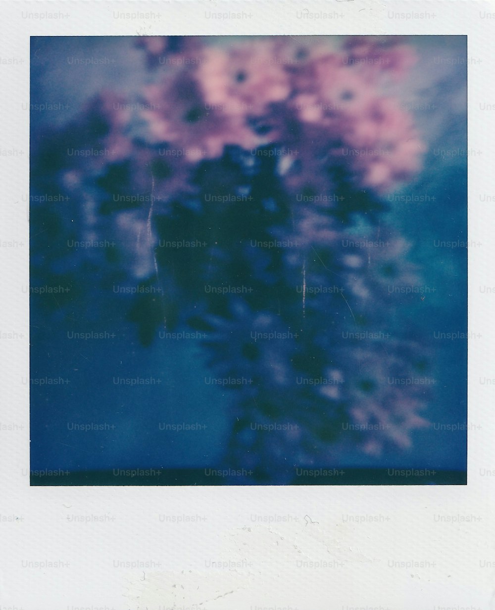 a polaroid photograph of a tree with pink flowers