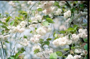 un árbol lleno de muchas flores blancas