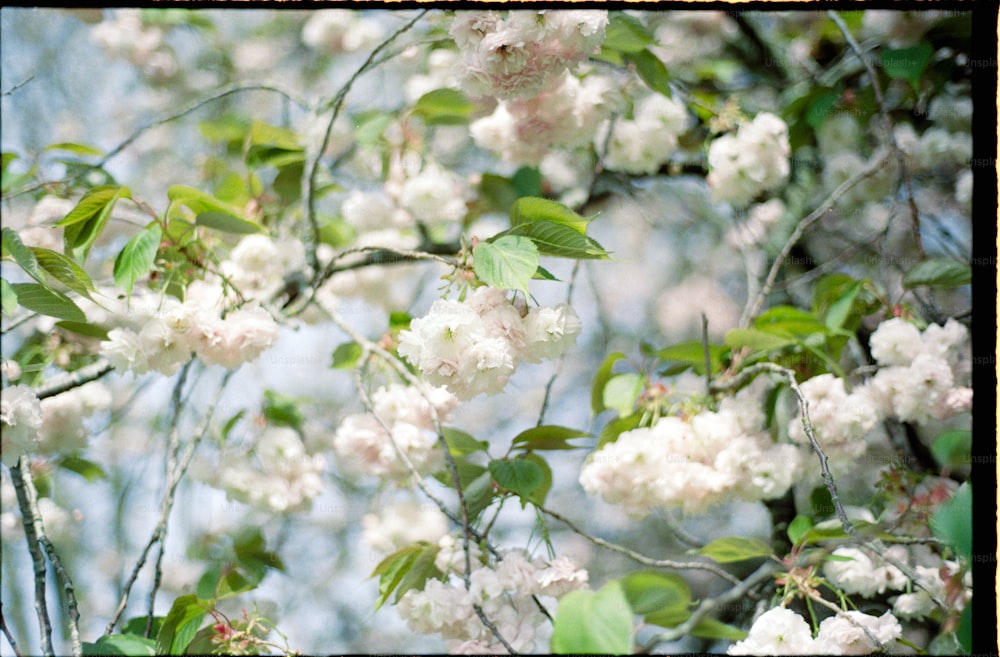 un arbre rempli de beaucoup de fleurs blanches