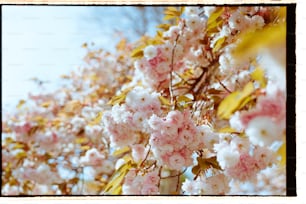 a bunch of flowers that are on a tree