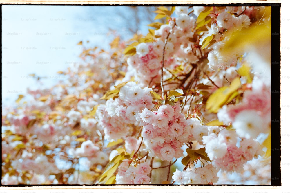 a bunch of flowers that are on a tree