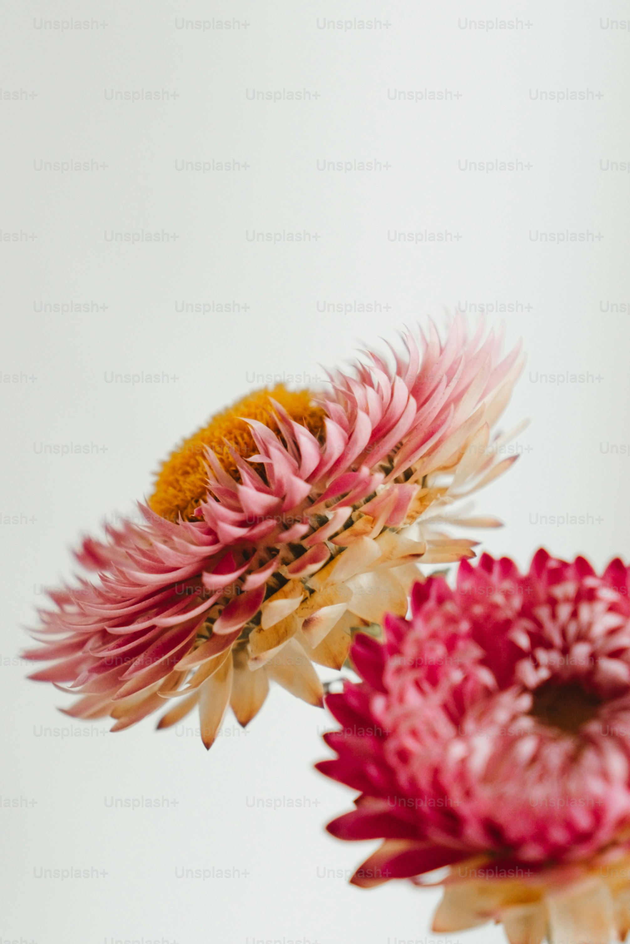 a couple of flowers that are in a vase