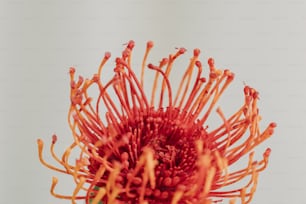 a close up of a red flower on a white background