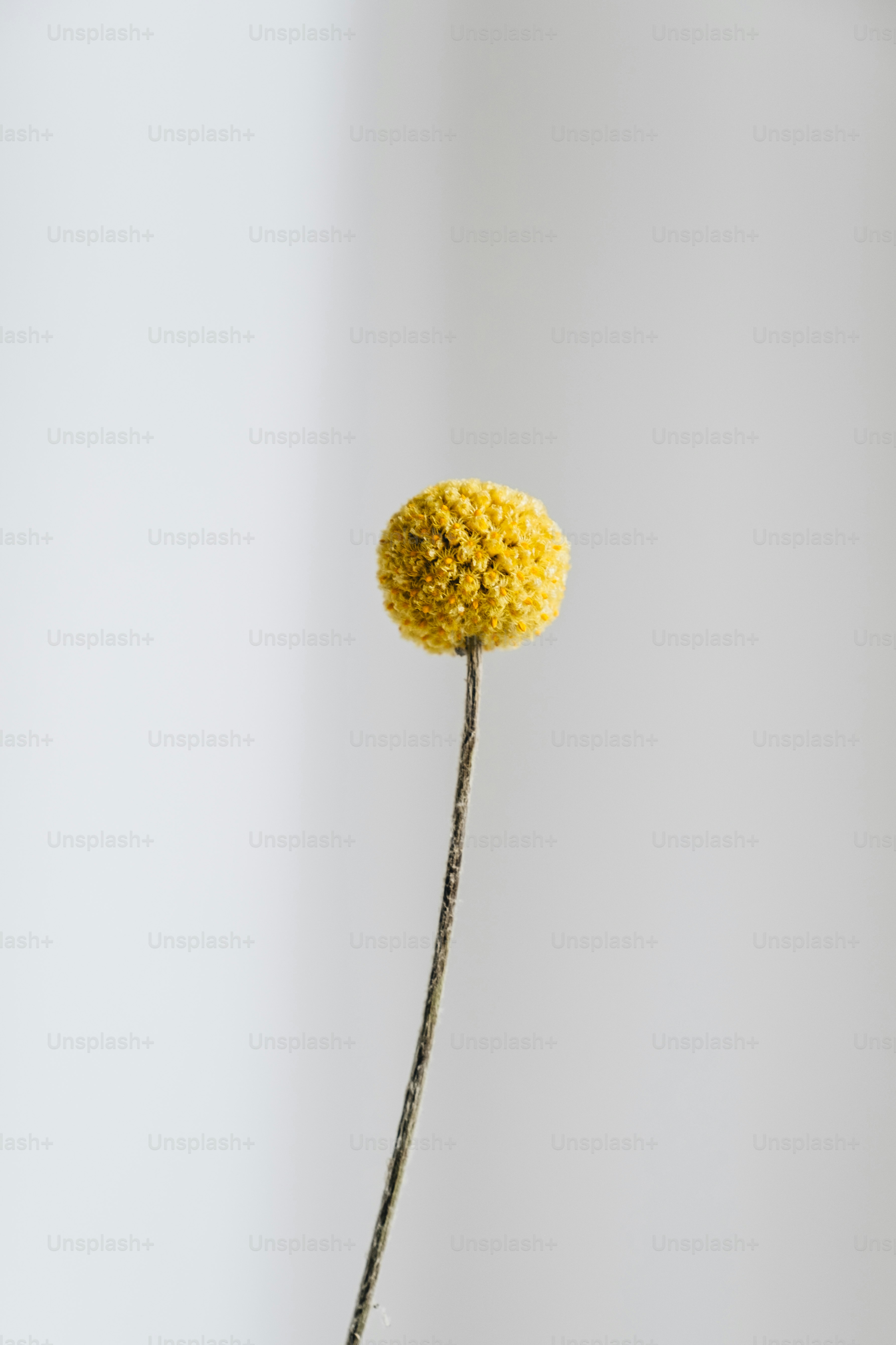 une seule fleur jaune dans un vase sur une table