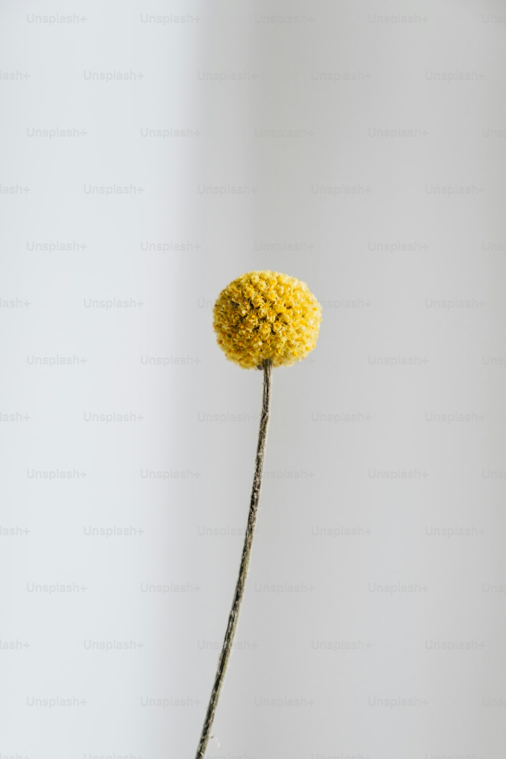 a single yellow flower in a vase on a table