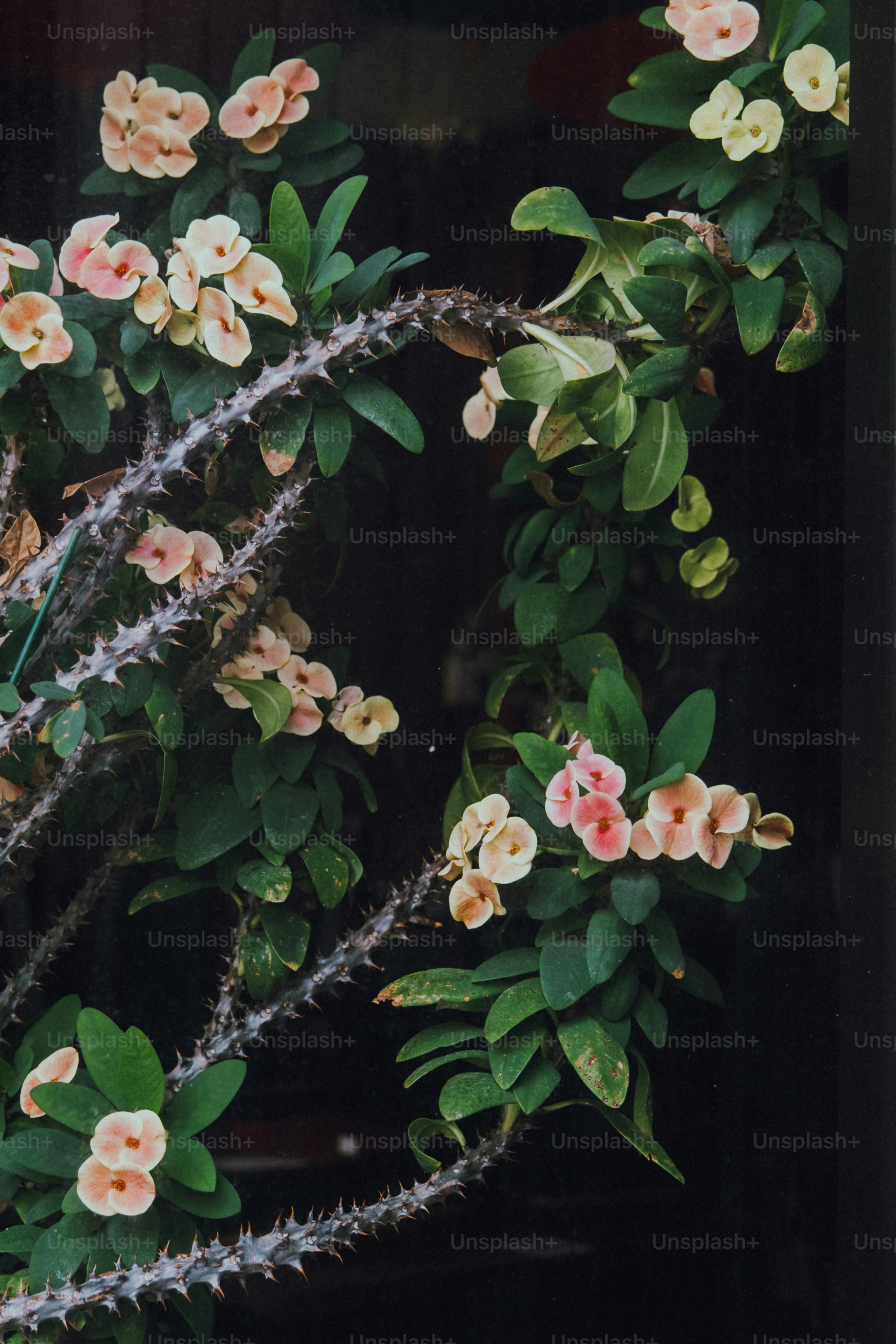 premium_photo-1713823800021-0bc91d6a1cdd?ixid=M3wxMjA3fDB8MXxzZWFyY2h8MTd8fGdhcmRlbiUyMGNiZCUyMHJlbGllZnxlbnwwfHx8fDE3NTQ2NDM4NTd8MA\u0026ixlib=rb-4.1.0