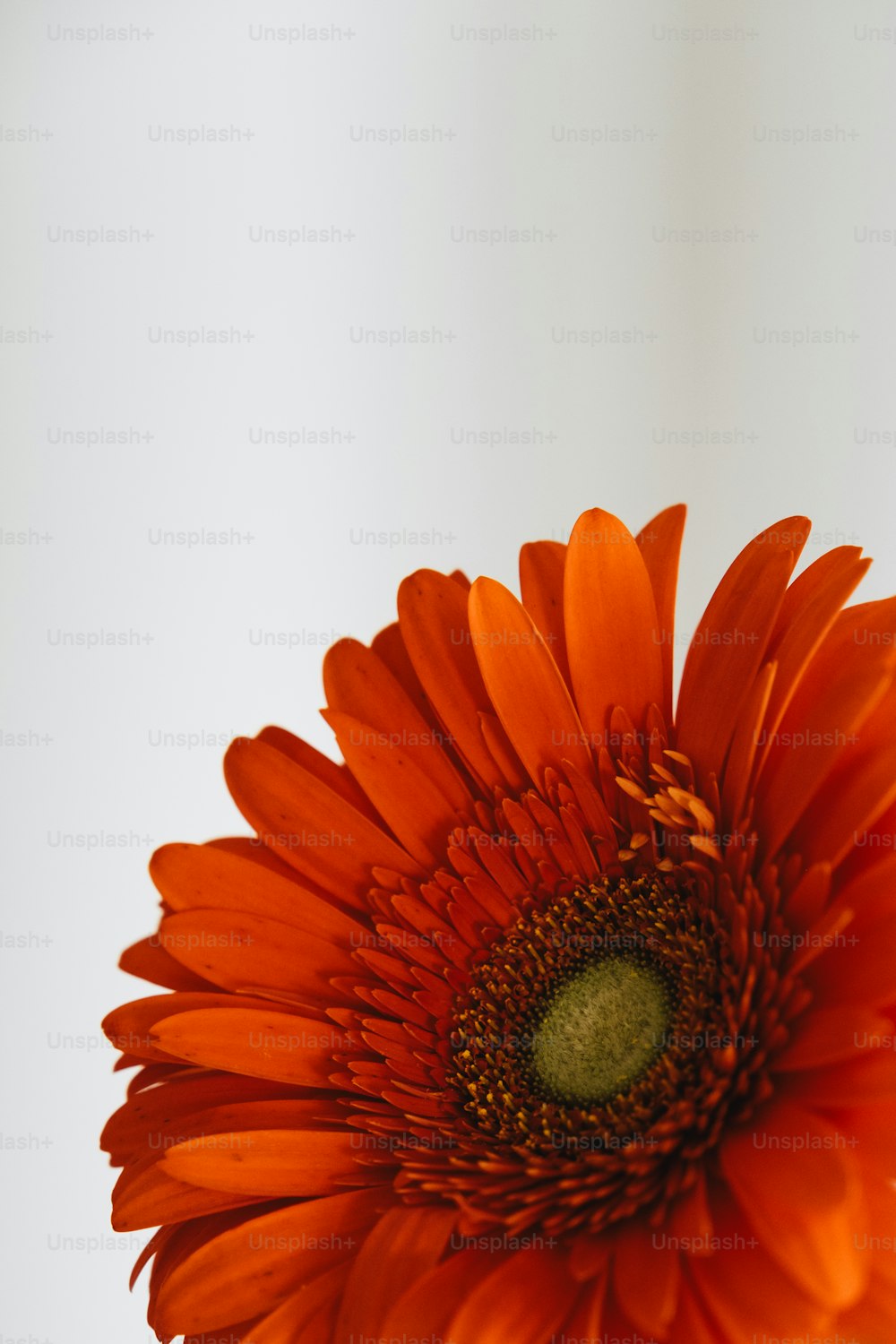 a close up of a bright orange flower