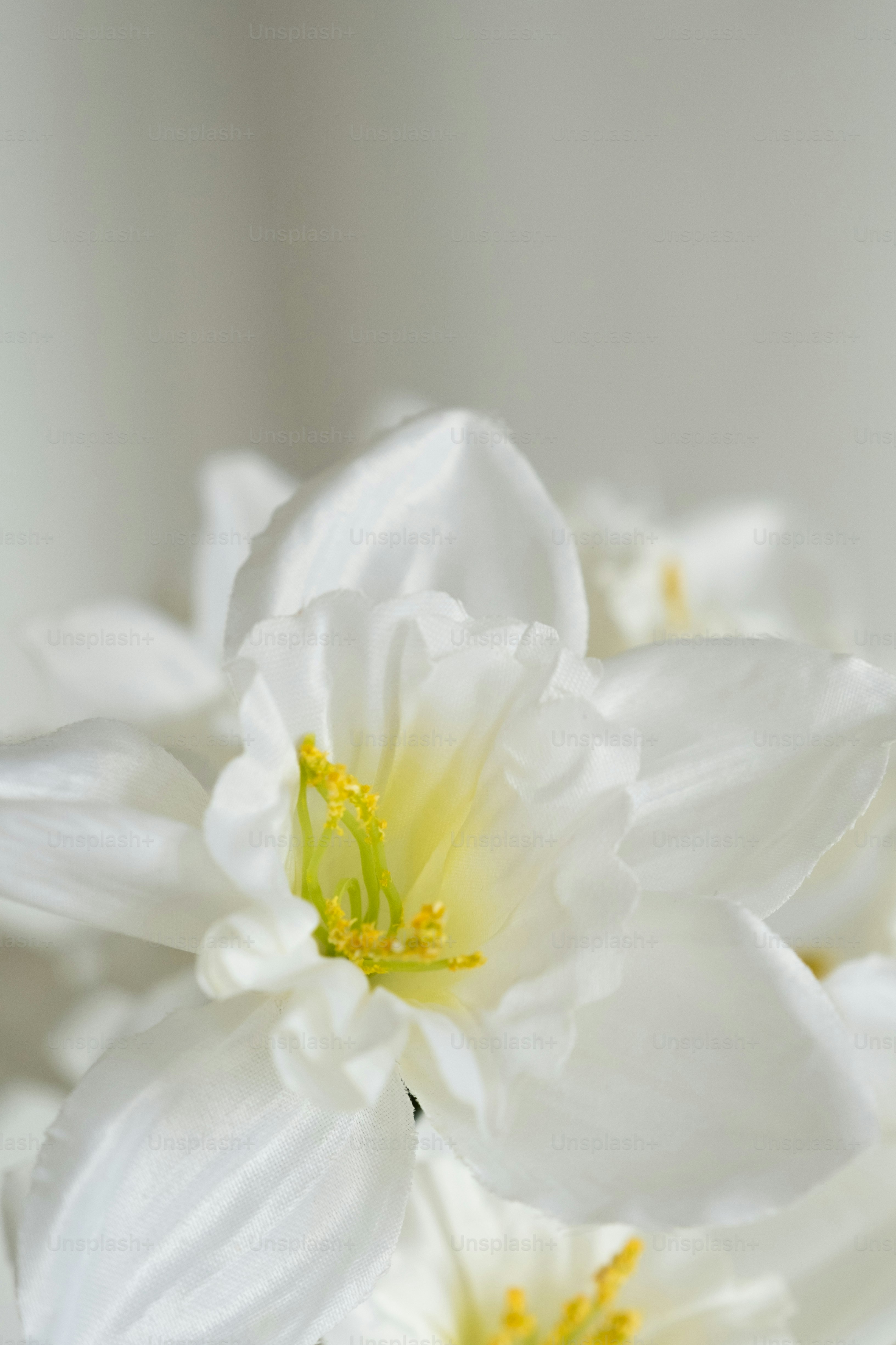 a close up of white flowers in a vase