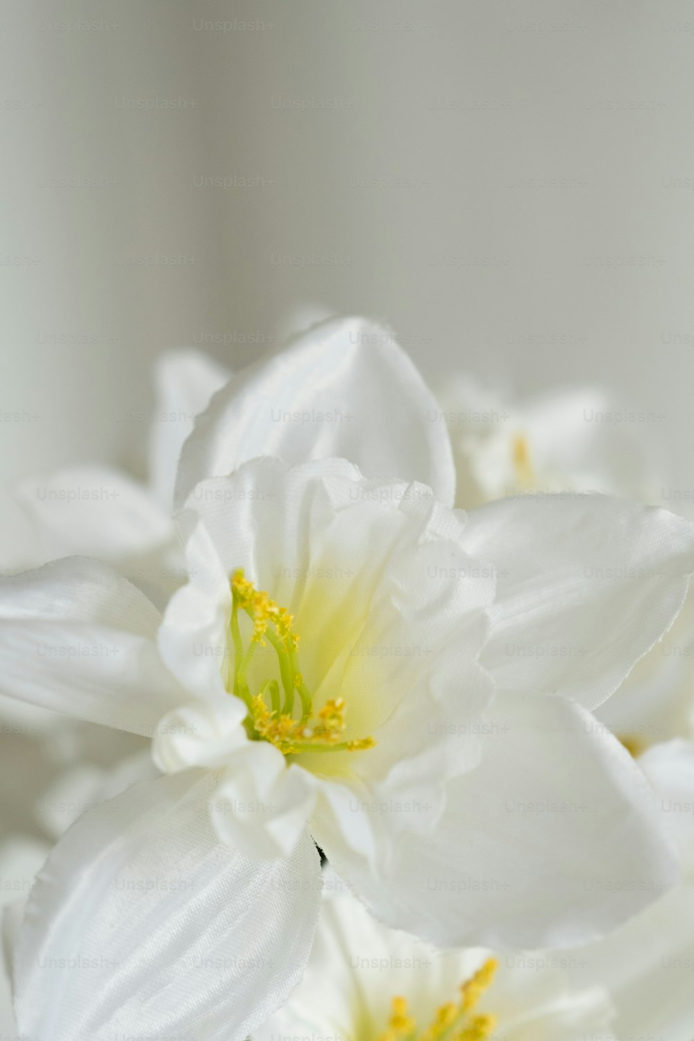 eine Nahaufnahme von weißen Blumen in einer Vase