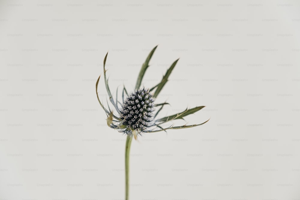 a close up of a flower on a white background