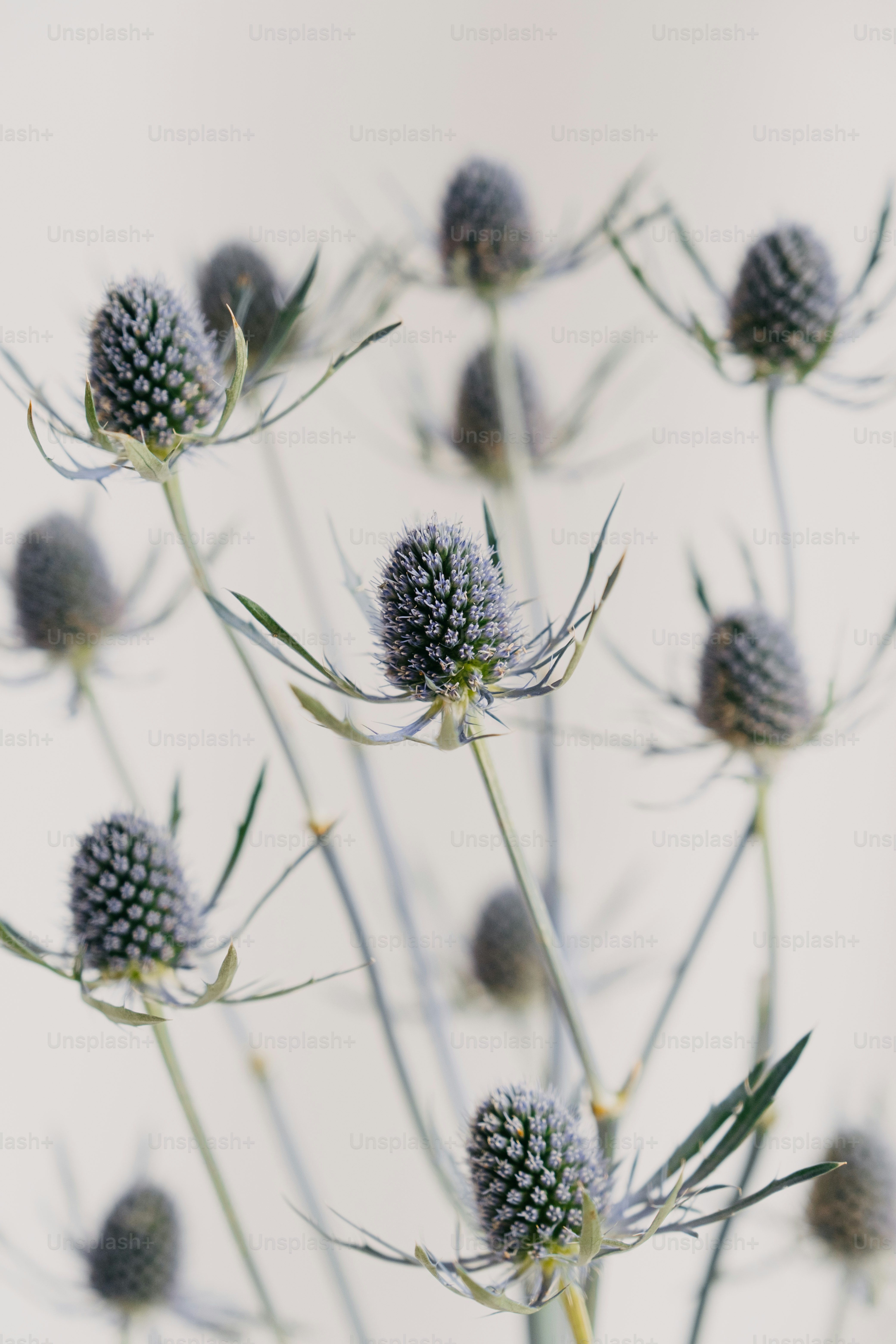 a bunch of flowers that are in a vase
