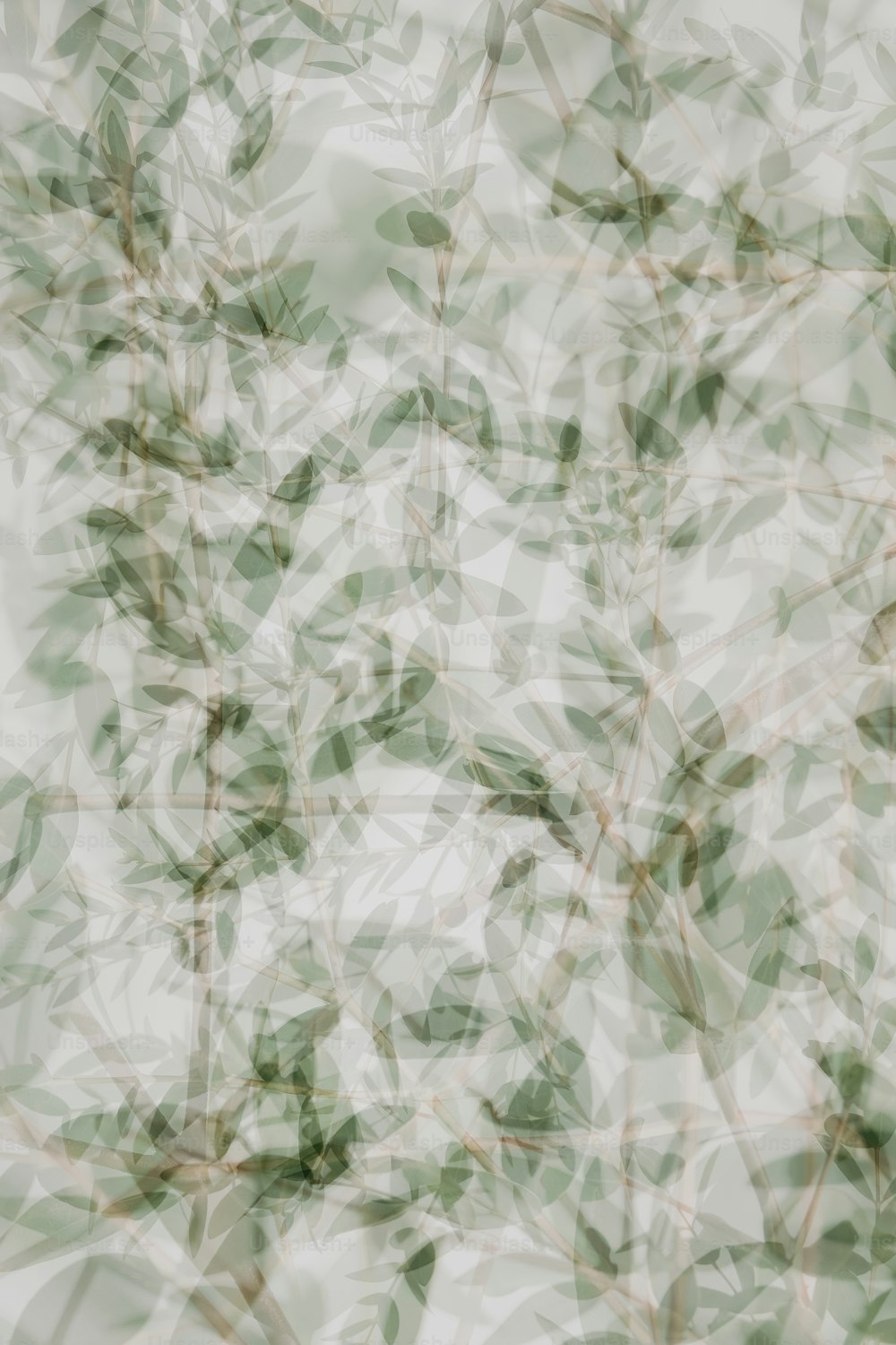 une photo floue de feuilles sur fond blanc
