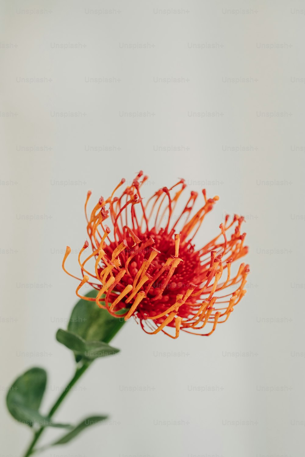 a red and orange flower in a vase