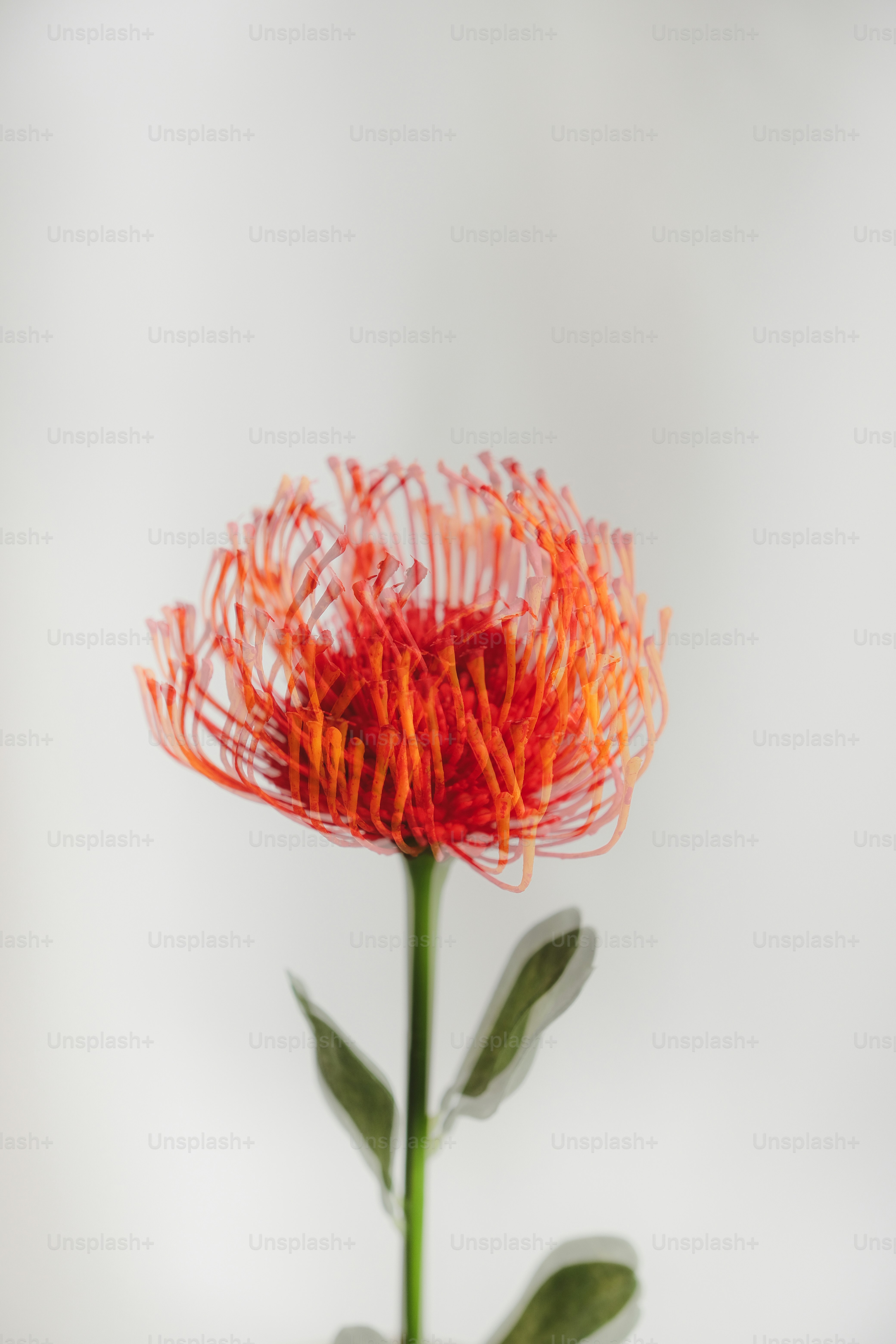 una flor que está sentada en un jarrón