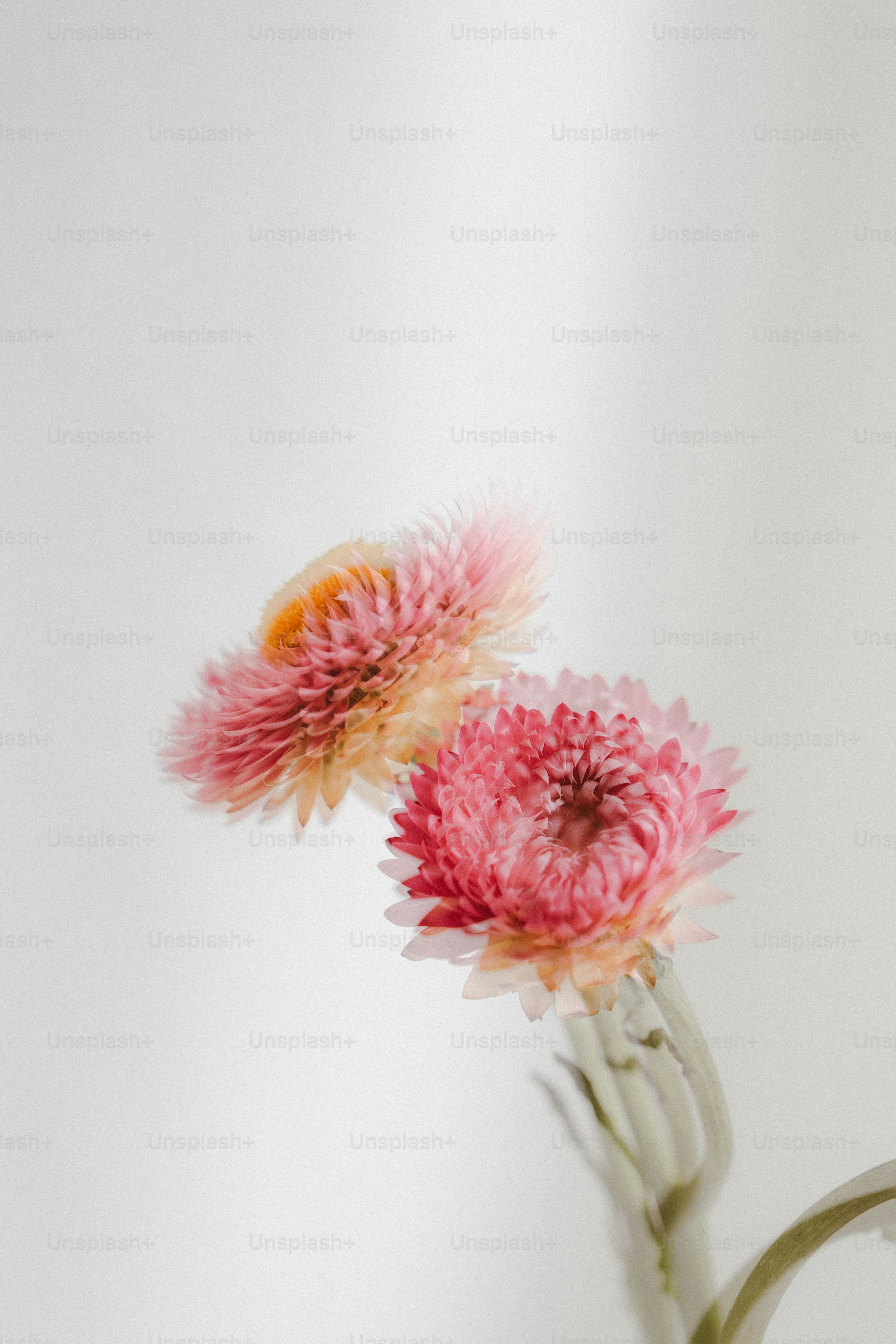 Dos flores rosas en un jarrón sobre una mesa