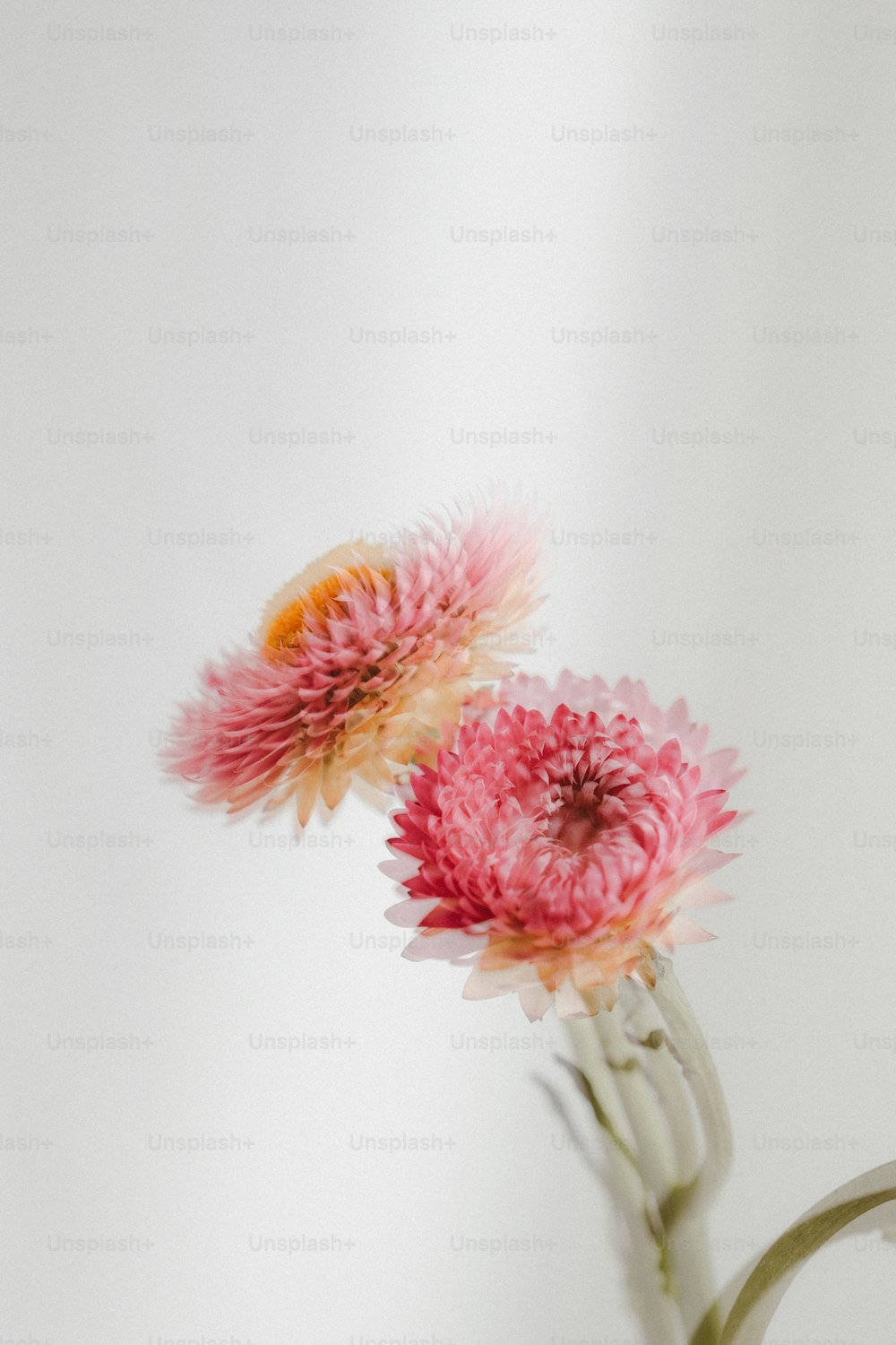 two pink flowers in a vase on a table