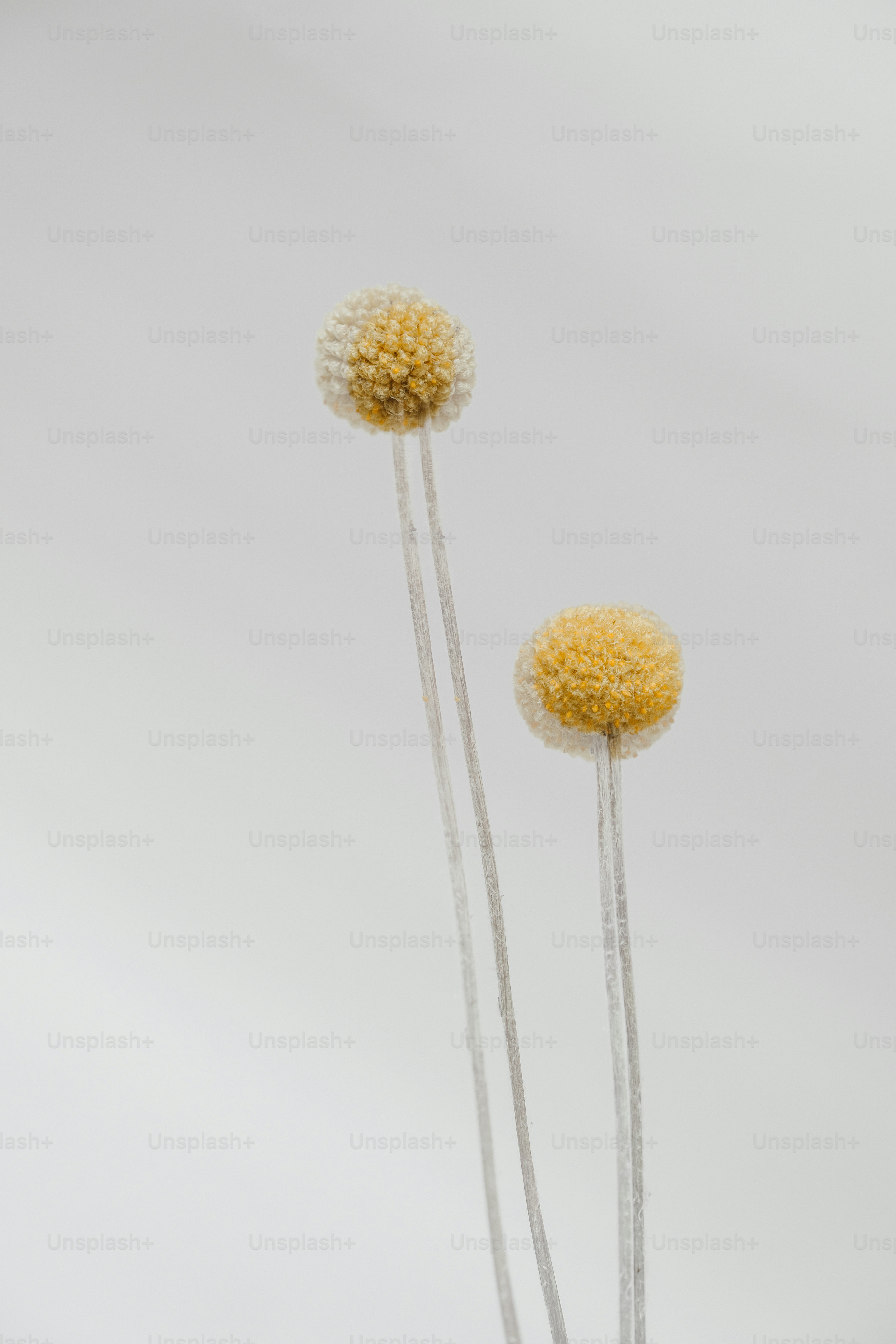 un paio di fiori gialli seduti sopra un tavolo bianco