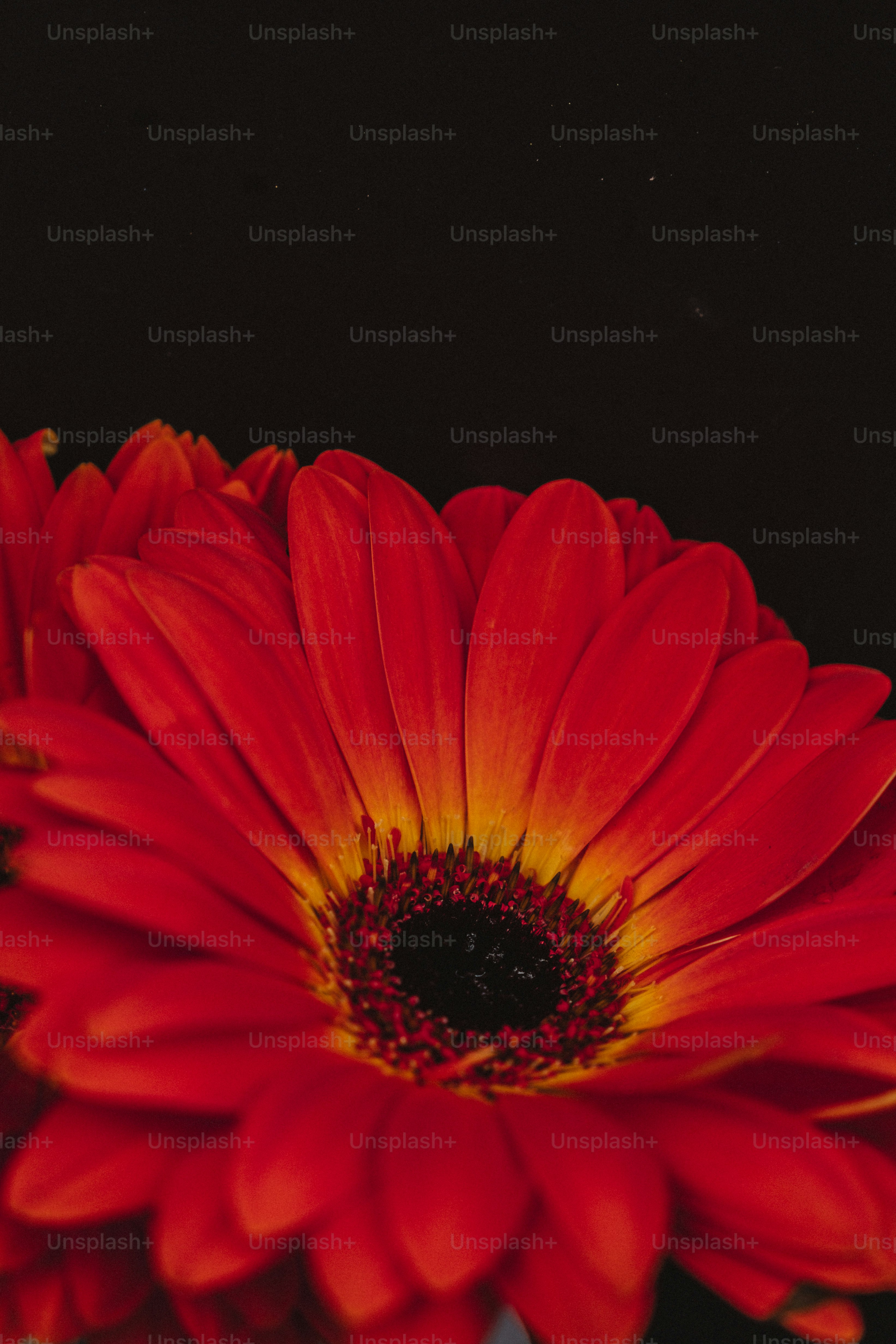 Fond De Fleurs Rouges
