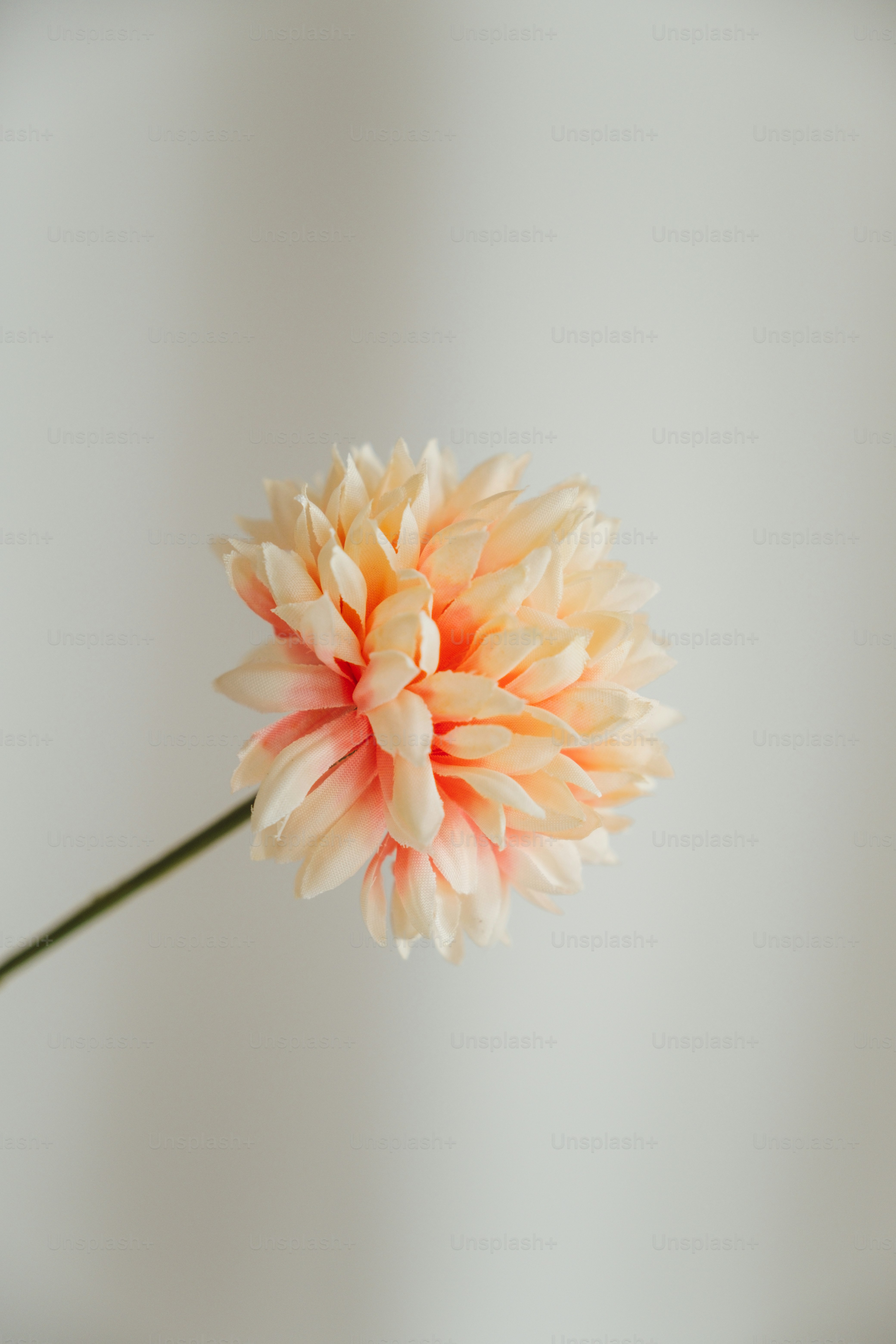 花瓶に生けられた白とオレンジの花の写真 – Unsplashの花の画像