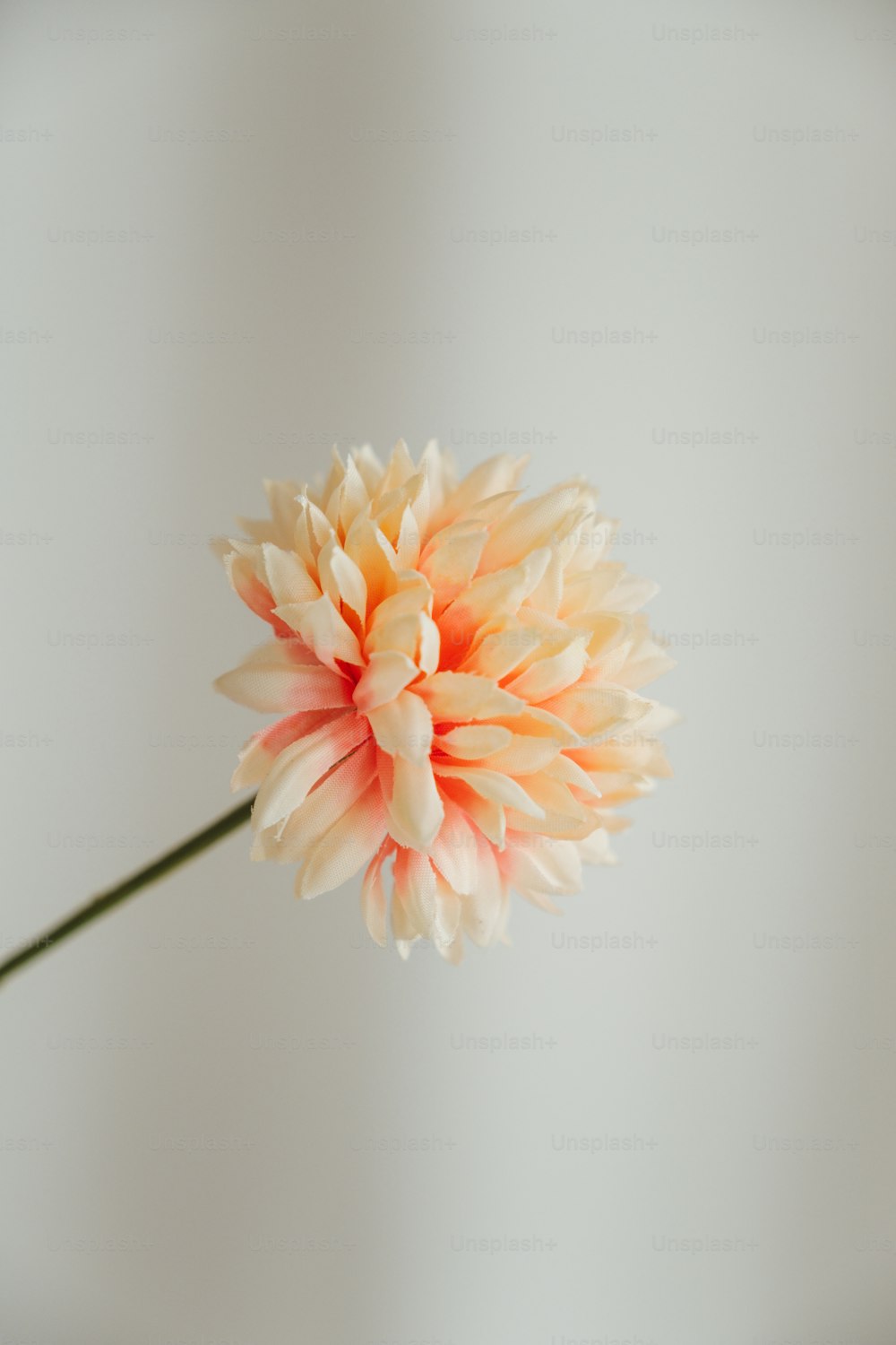 una flor blanca y naranja en un jarrón