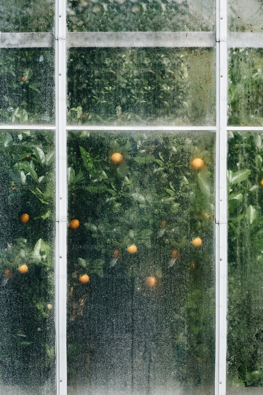 an orange tree is seen through a window