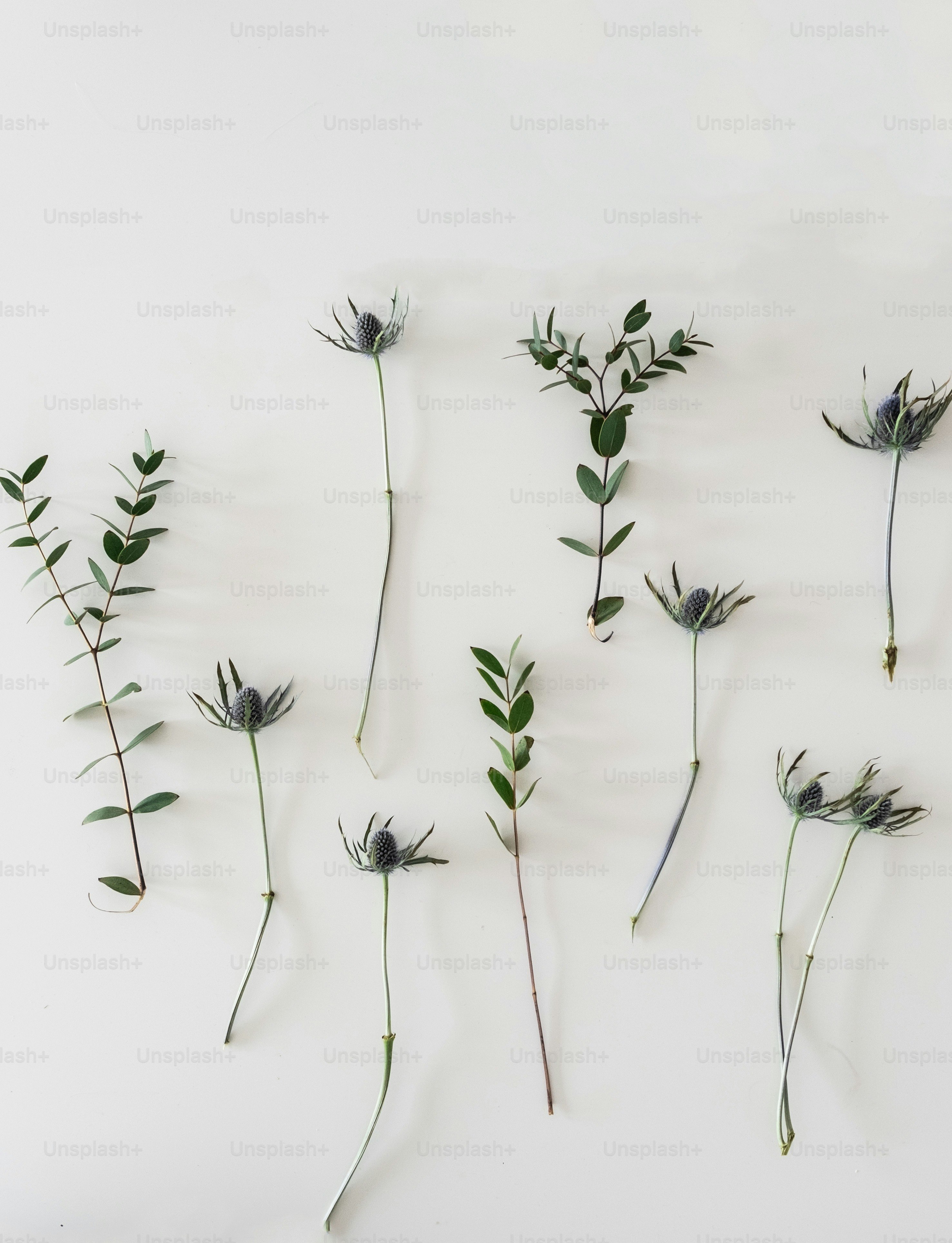 eine Gruppe verschiedener Blumenarten auf weißem Hintergrund