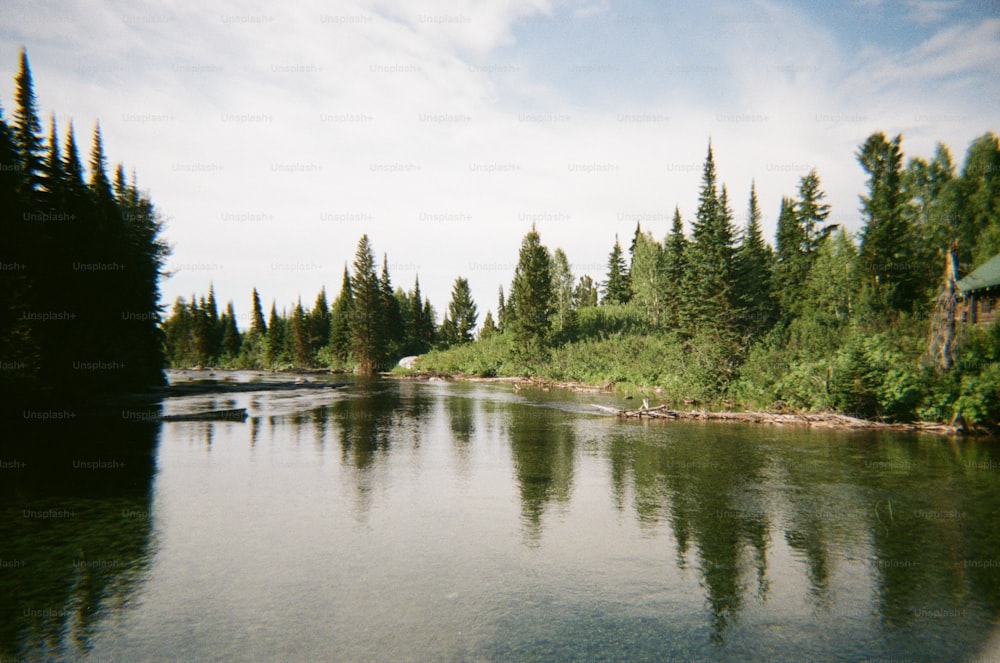 a body of water surrounded by lots of trees