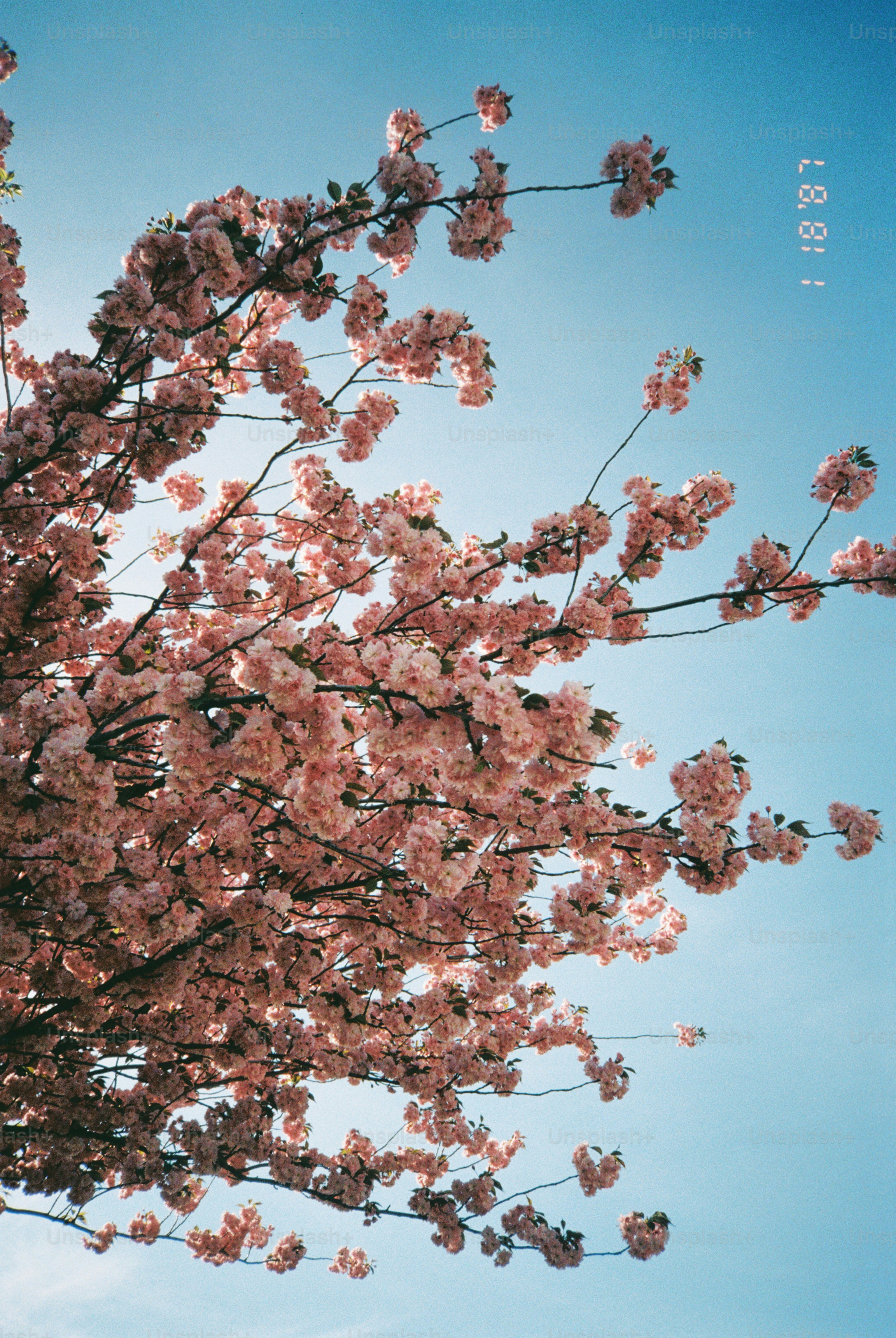 a tree with lots of pink flowers on it