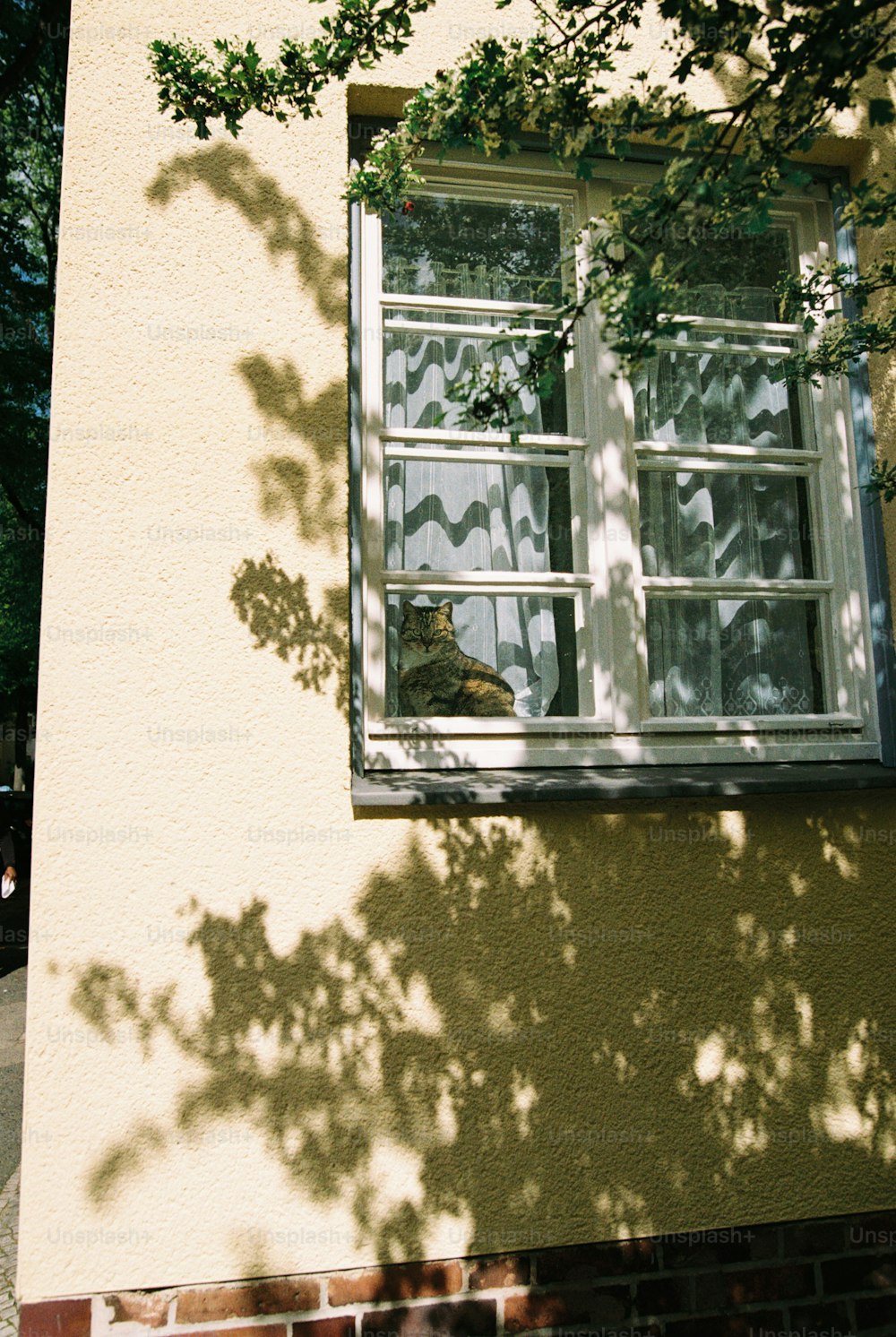 a cat sitting on a window sill looking out the window