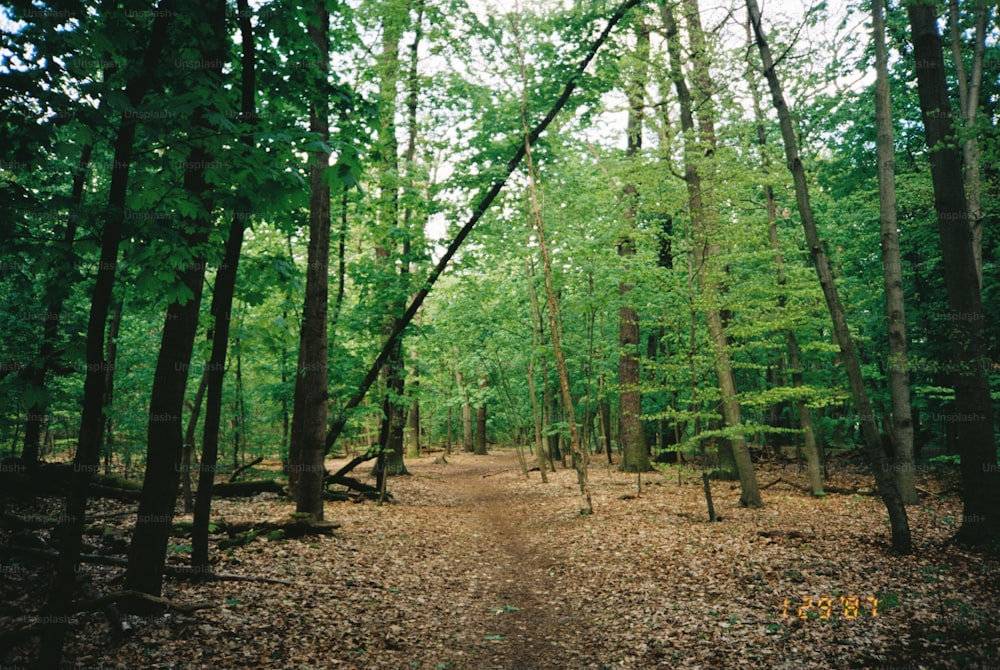 a dirt path in the middle of a forest