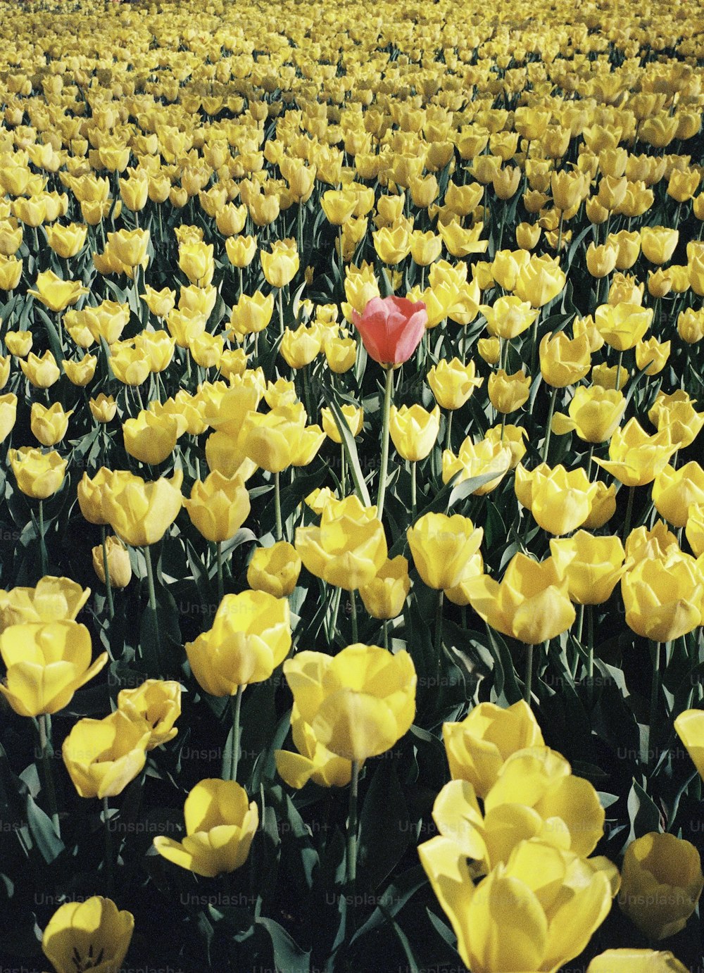 a field of yellow flowers with a red heart in the middle