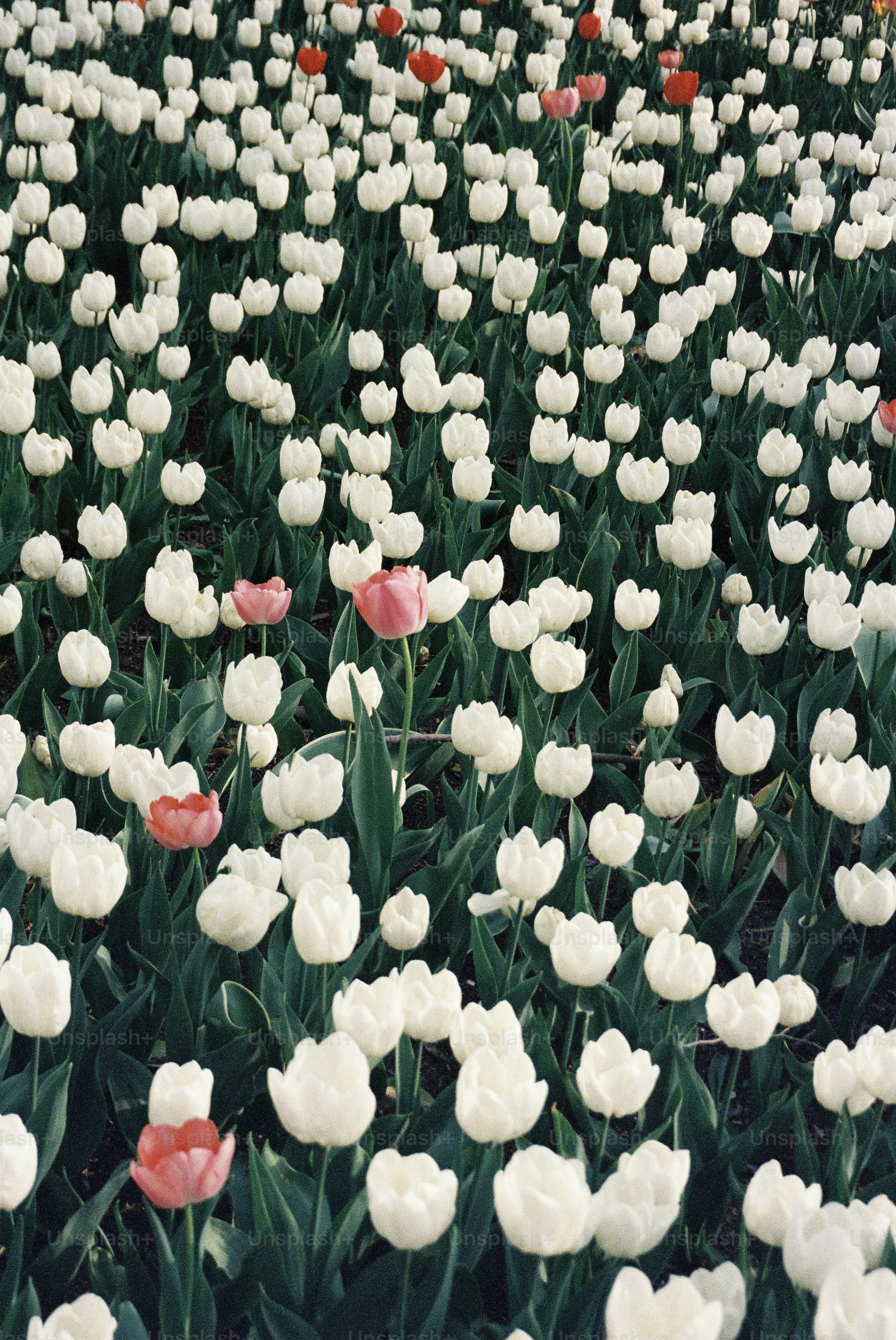a field full of white and red tulips