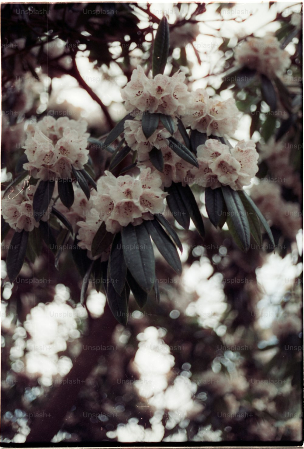 a tree with lots of white flowers on it