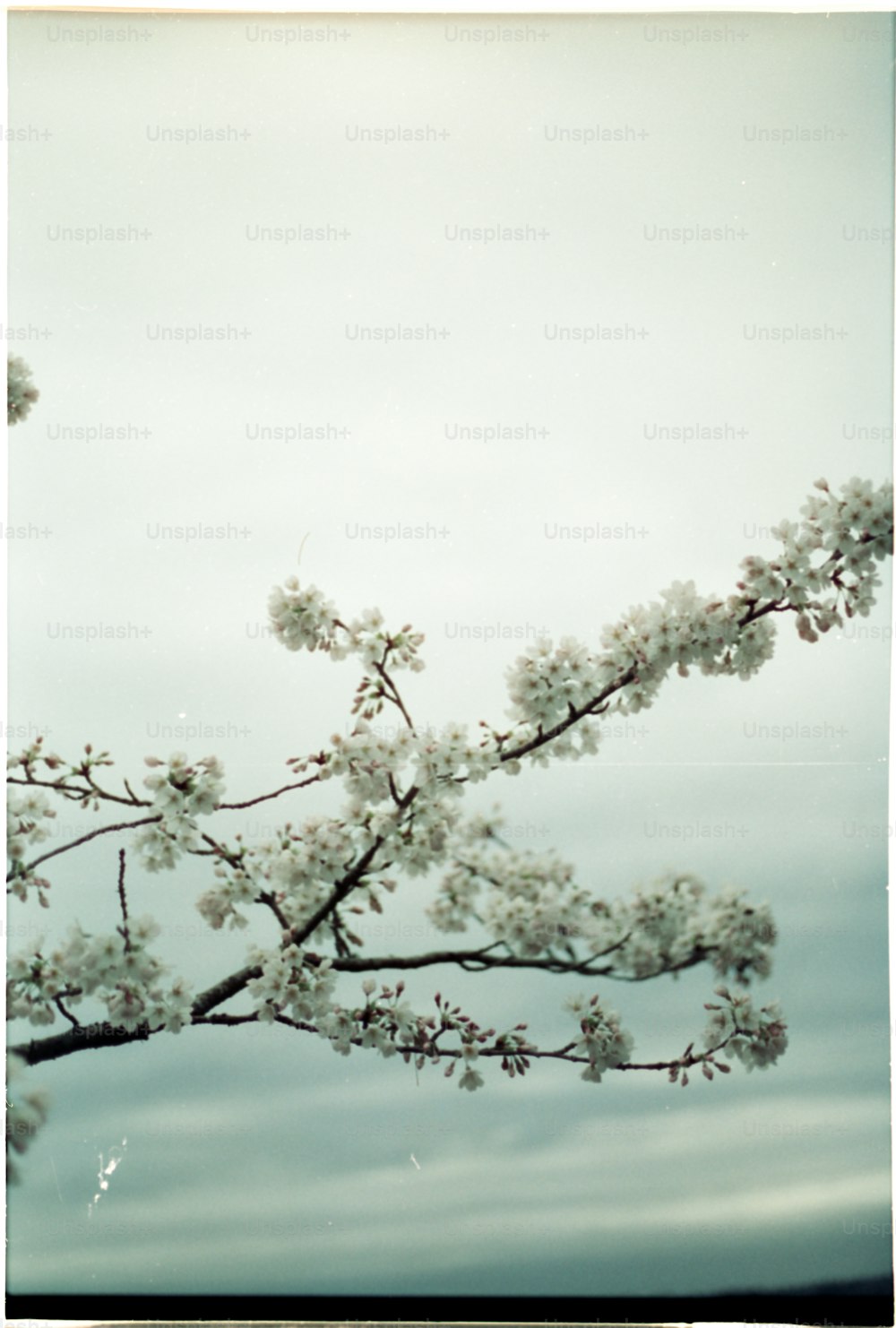a tree branch with white flowers against a cloudy sky