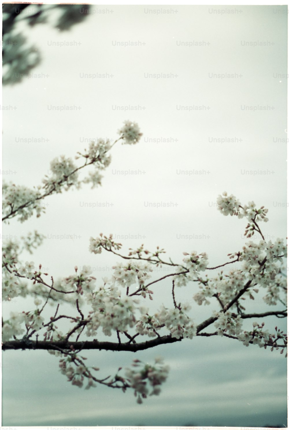 una rama de árbol con flores blancas