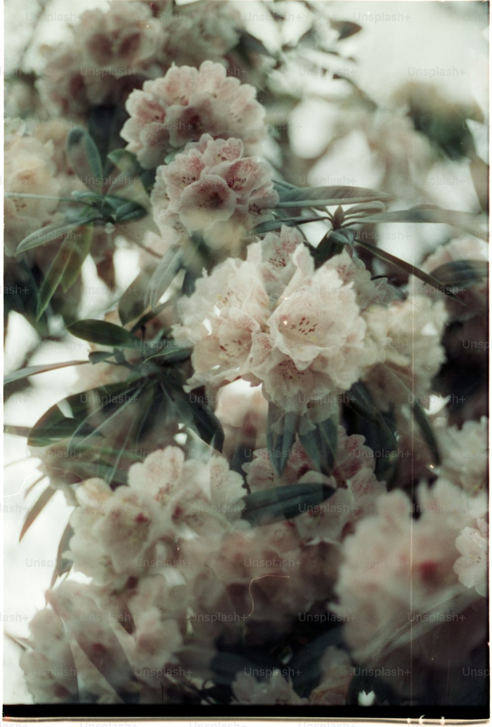 a bunch of flowers that are on a tree