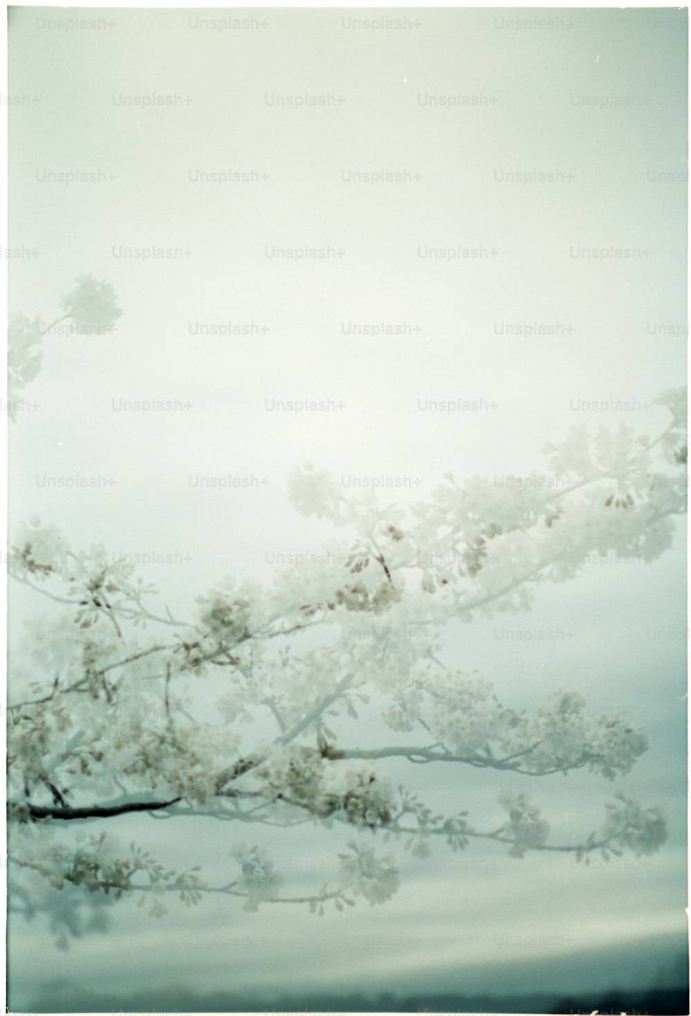 a tree branch with white flowers in the foreground