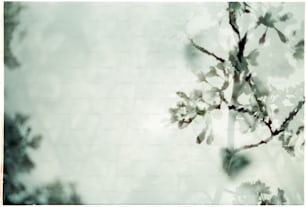 a blurry photo of a tree branch with leaves