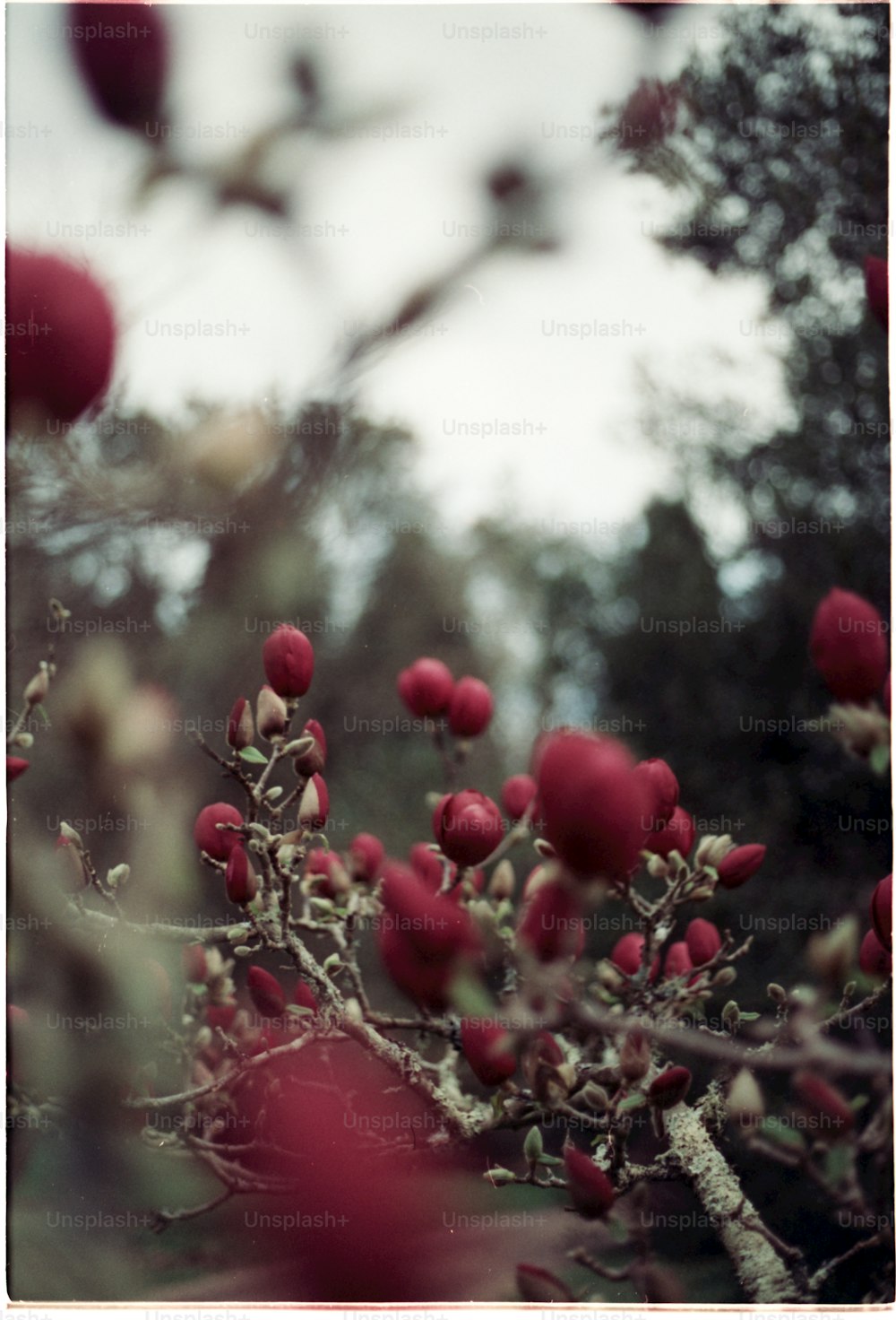 a bunch of red flowers that are on a tree