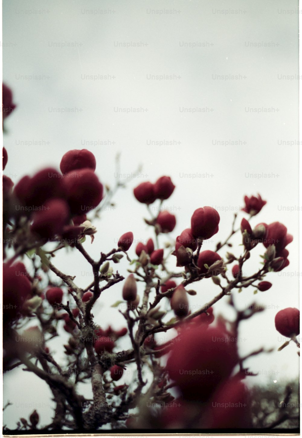 a close up of a tree with red fruit on it