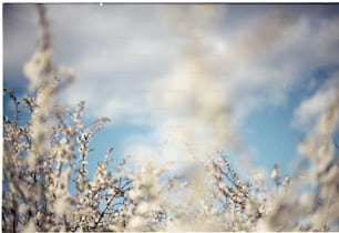 una foto sfocata di un albero con fiori bianchi